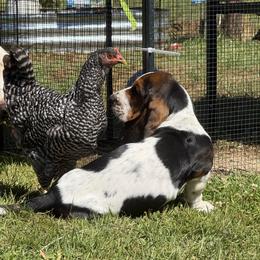 Basset Hound Puppies from Kylee's Bassets