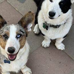 Cardigan Welsh Corgis and Pembroke Welsh Corgis from All Star Corgis