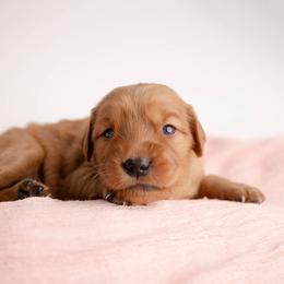 Bubbles - Dark golden female Golden Retriever puppy in Buhl, Idaho from Atkinson's Goldens