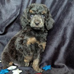 Heimdoll - Phantom male Poodle puppy in Magnolia, Texas from Celestial Jewels Poodles