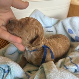 Blue Collar - Red  male Poodle puppy in Huntsville, Alabama from Flint River Poodles