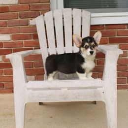 Pembroke Welsh Corgi Puppies from Salted Rim Corgis