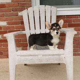 Pembroke Welsh Corgi Puppies from Salted Rim Corgis