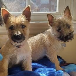 Cairn Terrier Puppies from Shining Waters Farm