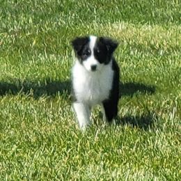Australian Shepherd Puppies from CTC Aussies