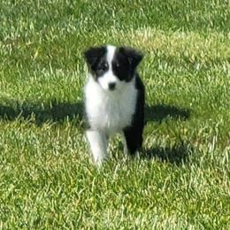 Australian Shepherd Puppies from CTC Aussies