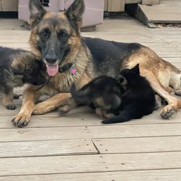 Bling - German Shepherd