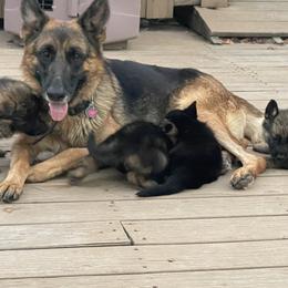 Bling - German Shepherd