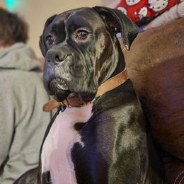 Oakley - Boxer