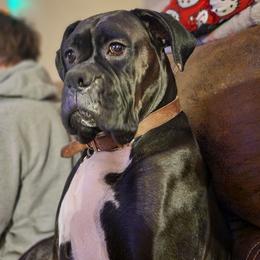 Oakley - Boxer