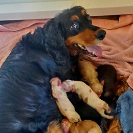 English Cocker Spaniel puppies from PrairieRose Gundogs - Premium Field Bred Spaniels