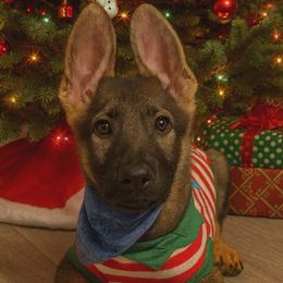 Grey collar male - Sable male German Shepherd puppy in Pahrump, Nevada from Wachhund Kennels