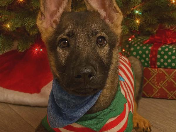 Grey Collar, sable German Shepherd puppy