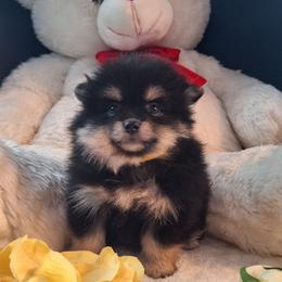 Benji - Black and tan parti male Pomeranian puppy in Tampa, St Petersburg, Florida from Diana's Pomeranians