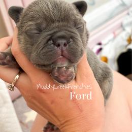 Ford - Blue male French Bulldog puppy in Pittsburgh, Pennsylvania from Muddy Creek Frenchies
