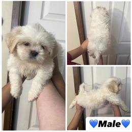 Boy 2 - Cream and white male Shih Tzu puppy in Seguin, Texas from Dolled Up Shih Tzus