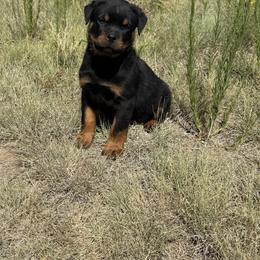 Rex - Black and mahogany male Rottweiler puppy in Parker, Colorado from Denver Rotties
