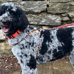 Goldendoodles and Poodles from Hey Doodle Doodle