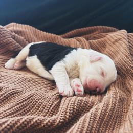 Sloan - Black and white male Sheepadoodle puppy in Provo, Utah from Doodlefolk