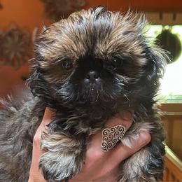 Gator - Sable and white male Shih Tzu puppy in Nekoosa, Wisconsin from Brox Acres House of Fur LLC