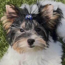 Xander - Black tan and white male Biewer Terrier puppy in Rocklin, California from Precious Jewels Biewer Terriers