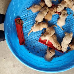 Goldendoodle Puppies from Soule Buddies
