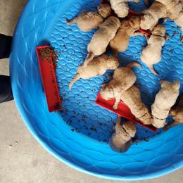 Goldendoodle Puppies from Soule Buddies