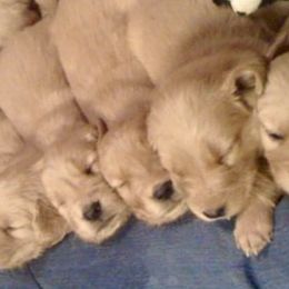 Golden Retrievers from Jen's Golden Retrievers