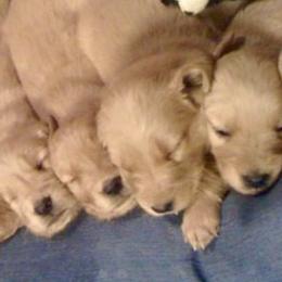 Golden Retrievers from Jen's Golden Retrievers