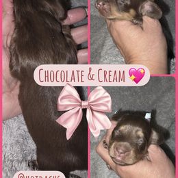 Chocolate and Cream - 2150 - Chocolate and cream female Dachshund puppy in Pueblo, Colorado from HotDachs