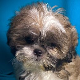 Shih Tzu Puppies from T-Amore Shih Tzu