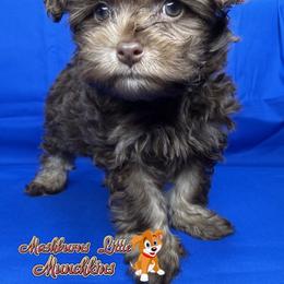 BLAZE - Chocolate sable male Havapoo puppy in Pisgah, Alabama from Mashburns Little Munchkins