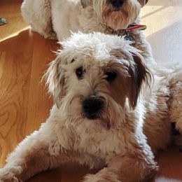 Soft Coated Wheaten Terriers from Fuller Farm Wheaten Terriers