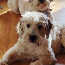 Soft Coated Wheaten Terriers from Fuller Farm Wheaten Terriers
