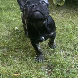French Bulldog Puppies from Camarra King