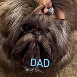 Oliver - Shih Tzu