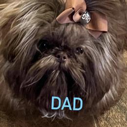 Oliver - Shih Tzu
