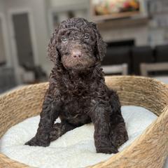 Pink Collar - Brown female Irish Doodle puppy in Indiahoma, Oklahoma from Farm Fresh Doodles