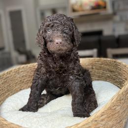 Pink Collar - Brown female Irish Doodle puppy in Indiahoma, Oklahoma from Farm Fresh Doodles