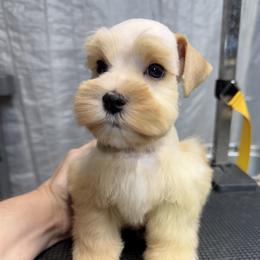 Miniature Schnauzer puppies from Kalee-Rose Miniature Schnauzers