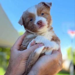 Fate - Red merle female Toy Australian Shepherd puppy in Riverton, Utah from Iron Spirit Homestead & Aussies