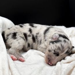 Nirvana - Blue merle female Australian Shepherd puppy in Raleigh, North Carolina from Southern Tribute Farms