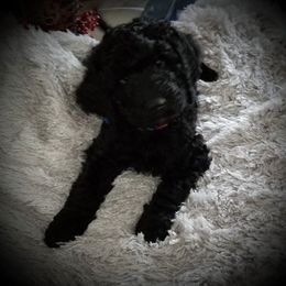 Poodle Puppies from A &A Pinedale Woods Standard Poodles