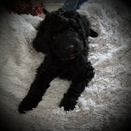 Poodle Puppies from A &A Pinedale Woods Standard Poodles