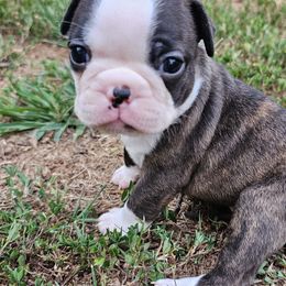 Mercury - Brindle and white Boston Terrier puppy in Simpsonville, South Carolina from Simply Boston