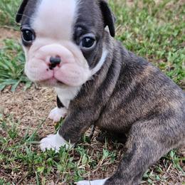 Mercury - Brindle and white Boston Terrier puppy in Simpsonville, South Carolina from Simply Boston