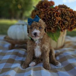 Pumpkin - Red female Bernedoodle puppy in Russell Springs, Kentucky from 270 Doodles