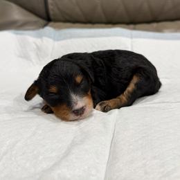 Boy 1 - Tri-color male Bernedoodle puppy in Spring Hill, Florida from Ohana Doodles