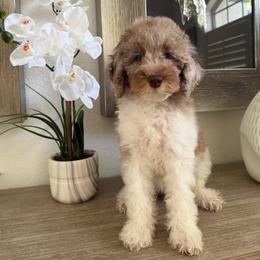 Fringe - Parti female Goldendoodle puppy in La Grange, Georgia from Heartfelt GoldenDoodles