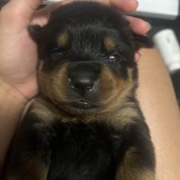 Rottweiler Puppies from Vonbart Rottweilers
